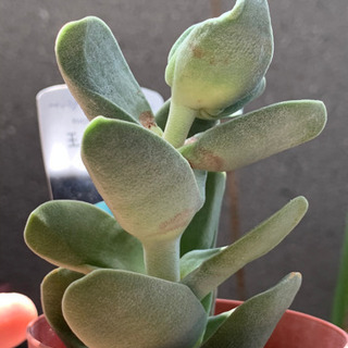多肉植物まとめ鉢ごと4種 Taka 武蔵浦和のその他の中古あげます 譲ります ジモティーで不用品の処分