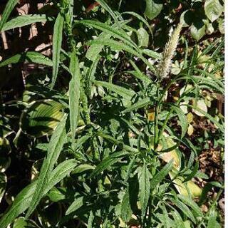 突然生えてきた植物の名前教えて下さい。