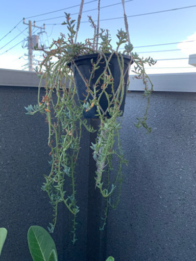多肉植物ドルフィンネックレス鉢ごと Taka 武蔵浦和のその他の中古あげます 譲ります ジモティーで不用品の処分