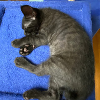 里親さん決まりました 黒猫ちゃん 男の子 生後2ヶ月弱くらい − 広島県