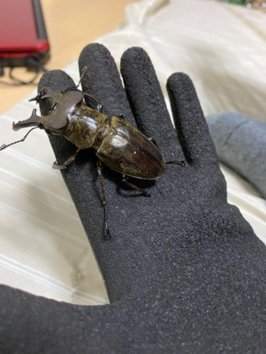 クワカブ採集体験