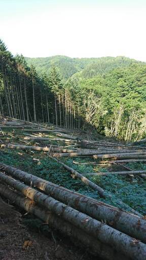 薪（針葉樹）18,000円/1㎥ ☆5㎥以上ご購入で送料無料（苫前から片道  