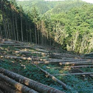 薪（針葉樹）18,000円/１㎥　★５㎥以上ご購入で送料無料（苫前から片道200km以内に限ります）★ → 売り切れました 
