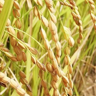 ❶新米採れました🌾令和3年度産100％新米🌾佐賀産『夢しずく』　...