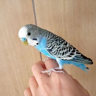 清瀬市でシマ模様ある青系セキセイインコを保護しました (8/30...