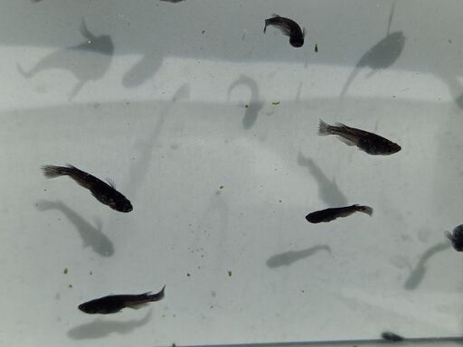 メダカオロチの子 黒メダカ くまぐす 田中口のその他の中古あげます 譲ります ジモティーで不用品の処分