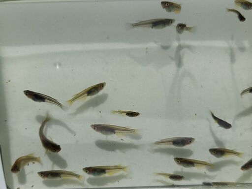 メダカオロチの子 黒メダカ くまぐす 田中口のその他の中古あげます 譲ります ジモティーで不用品の処分