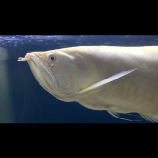 セミショートシルバーアロワナ　