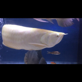 セミショートシルバーアロワナ　