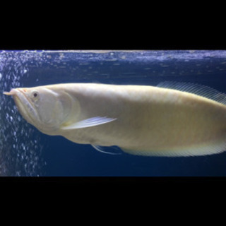 セミショートシルバーアロワナ　