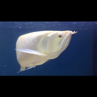 セミショートシルバーアロワナ　