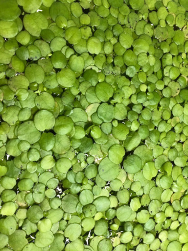 浮き草 アマゾンフロッグピット メダカ水槽 ベタ繁殖 グッピー水槽等に こはま 赤嶺のその他の中古あげます 譲ります ジモティーで不用品の処分