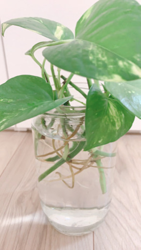 値下げポトス水耕栽培約cm 観葉植物 S White 白山のその他の中古あげます 譲ります ジモティーで不用品の処分 値下げポトス水耕栽培約cm 観葉植物 S White 白山のその他の中古あげます 譲ります ジモティーで不用品の処分