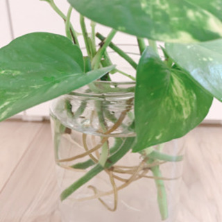 値下げポトス水耕栽培約cm 観葉植物 S White 白山のその他の中古あげます 譲ります ジモティーで不用品の処分 値下げポトス水耕栽培約cm 観葉植物 S White 白山のその他の中古あげます 譲ります ジモティーで不用品の処分