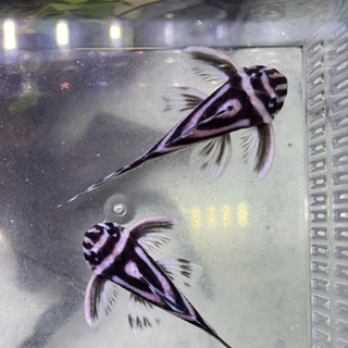 インペリアルゼブラプレコ　F1 ドンキーフェイス二匹セット インペリアルゼブラプレコ F1 ドンキーフェイス二匹セット