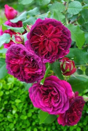 イングリッシュローズムンステッド ウッド 薔薇大苗 四季咲き ルセ 印西牧の原のその他の中古あげます 譲ります ジモティーで不用品の処分