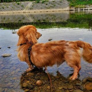 燕三条地域で犬の食育、眠育、アンチエイジング始めます。目指せ！心...