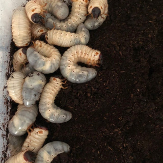 6月孵化　カブトムシの幼虫