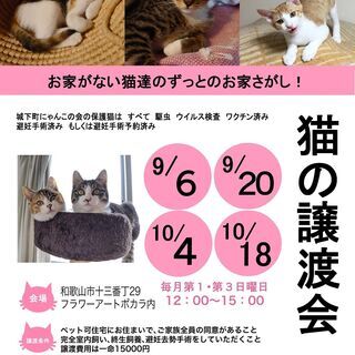 9月6日　子猫中猫成猫たちの譲渡会