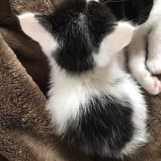 【商談中】生後1ヶ月半　白黒柄メス猫　里親募集 − 北海道