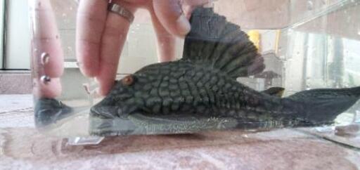 【値下げ】熱帯魚　フルスポットロイヤルプレコ