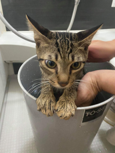 キジ猫オス、４ヵ月ベタ慣れ、お風呂好きです。 (かれんの父さん) 姫路 