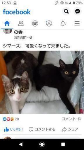 現在御話し中 キジ白と黒猫の兄弟です てんななのママ 伏見の猫の里親募集 ジモティー 現在御話し中 キジ白と黒猫の兄弟です てんななのママ 伏見の猫の里親募集 ジモティー