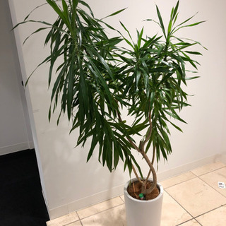 観葉植物　名前は分かりません