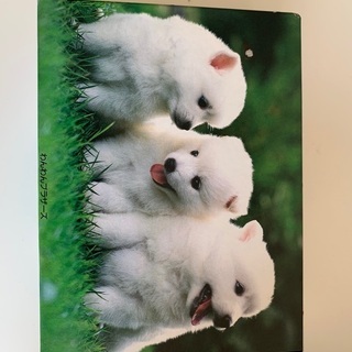 白い犬のジグソーパズル