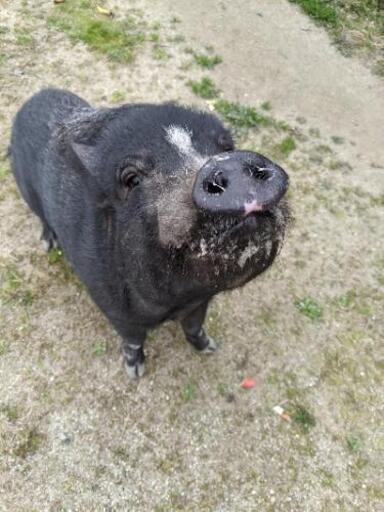 ミニブタ あやくま 甘木のその他の里親募集 ジモティー ミニブタ あやくま 甘木のその他の里親募集 ジモティー