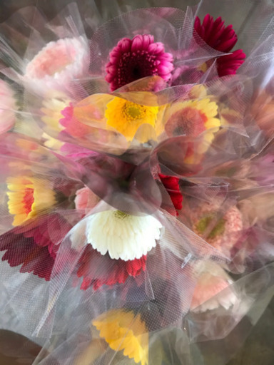 激安 新鮮ガーベラの切花10本0円 あそこのみっちゃん 荏原町のその他の中古あげます 譲ります ジモティーで不用品の処分