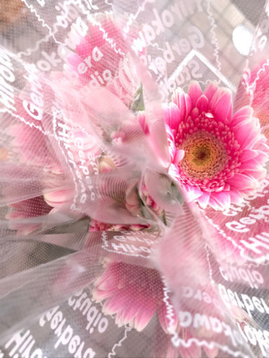 激安 新鮮ガーベラの切花10本0円 あそこのみっちゃん 荏原町のその他の中古あげます 譲ります ジモティーで不用品の処分