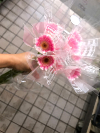 激安 新鮮ガーベラの切花10本0円 あそこのみっちゃん 荏原町のその他の中古あげます 譲ります ジモティーで不用品の処分