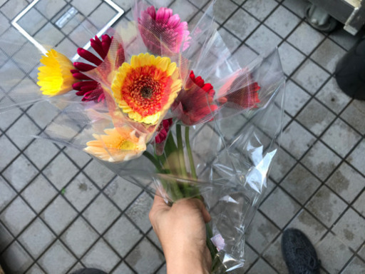 激安 新鮮ガーベラの切花10本0円 あそこのみっちゃん 荏原町のその他の中古あげます 譲ります ジモティーで不用品の処分