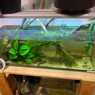 その他 60センチ水槽豪華一式 レイアウトもそのままどうぞ！