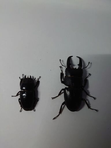 ＷＤ壱岐ヒラタクワガタペア飼育セット