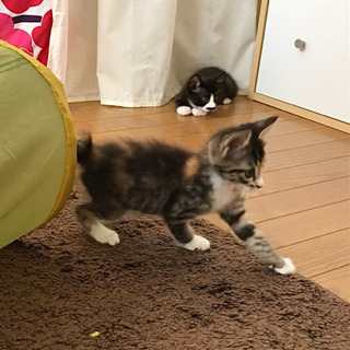 三毛猫　里親様決まりました