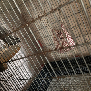 フクロモモンガ　フード、ゲージなど