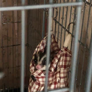 フクロモモンガ　フード、ゲージなど