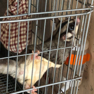 フクロモモンガ　フード、ゲージなど