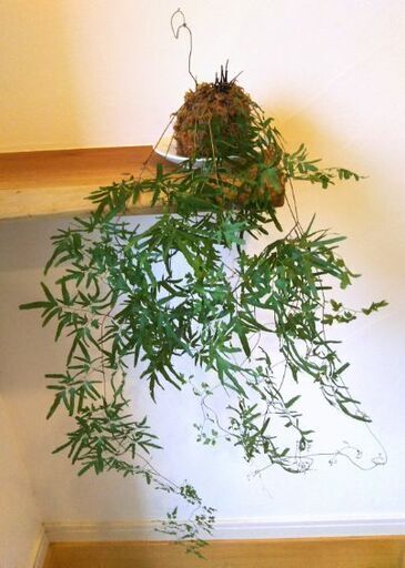 観葉植物 シダ類 苔玉風100円 250円 一つ当たり 9 7 9 26受け渡し完了 なめこふ 高槻のその他の中古あげます 譲ります ジモティーで不用品の処分