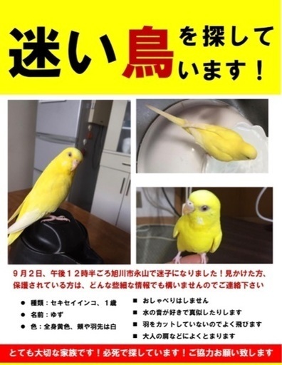 迷い鳥 9 2北海道旭川市永山で黄色いセキセイインコが迷子になりました 探しています にこ 南永山の手伝って 助けての助け合い ジモティー 迷い鳥 9 2北海道旭川市永山で黄色いセキセイインコが迷子になりました 探しています にこ 南永山の手伝って 助けての助け合い ジモティー