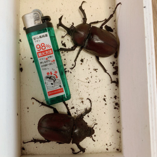 カブトムシ茶系成虫ペア オス メス カブトムシ ノコギリクワガタ コクワガタもたくさんいます みんみん 三ツ境のその他の中古あげます 譲ります ジモティーで不用品の処分 カブトムシ茶系成虫ペア オス メス カブトムシ ノコギリクワガタ コクワガタもたくさんいます みんみん 三ツ境のその他の中古あげます 譲ります ジモティーで不用品の処分