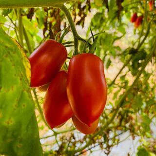 【9月13日　オンライン料理教室】プロから教わる採りたてのイタリアントマトとにんにくのスパゲティ　 - 横浜市