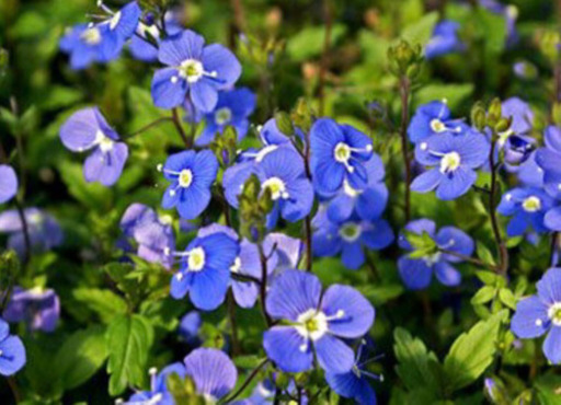 ベロニカオックスフォードブルー 花の苗ください さとみん 琴芝の買いたい くださいの助け合い ジモティー