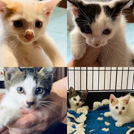 家族が決まりました かわいい子猫３匹保護しました 生後２ヶ月ほど Yanka 土気の猫の里親募集 ジモティー