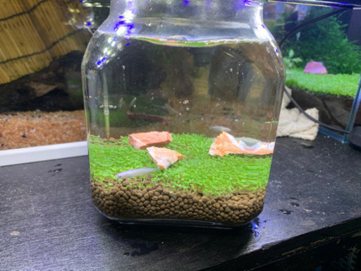 ミニアクアリウム 水槽no5 直めだかプロフ必須 てだこ浦西のその他の中古あげます 譲ります ジモティーで不用品の処分