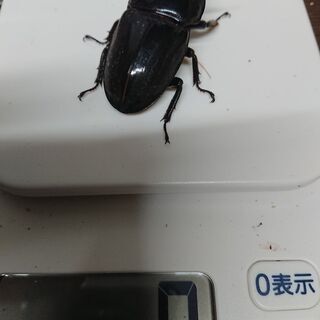 大型極太スマトラオオヒラタ♀55.5㎜郵送しません。 大型極太スマトラオオヒラタ♀55.5㎜郵送しません。