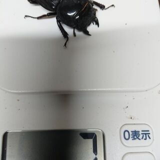 大型極太スマトラオオヒラタ♀57.0㎜郵送しません。