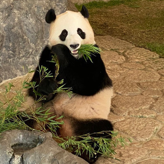 獣医師さん募集